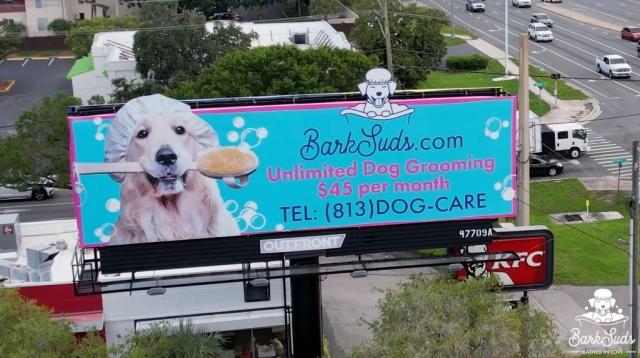 How Grooming Shapes Pet Wellness in Riverview
