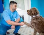 Keeping Riverview Poodles Well-Groomed